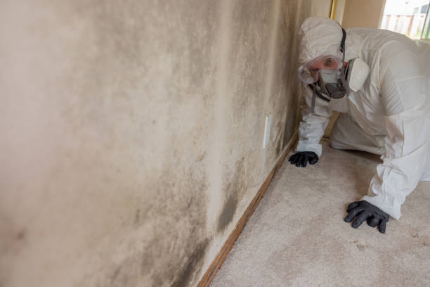 Best Environmental Consulting for Mold Prevention  in Alva, OK